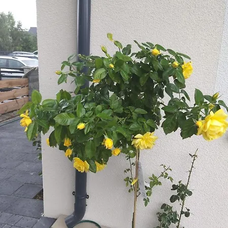 Domki Ranczo Itrich Domek letniskowy *